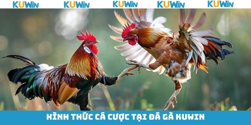 Điểm qua các hình thức đá gà tại KUwin phổ biến nhất